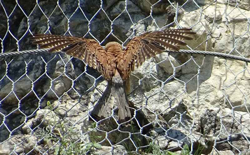 foto brutte 4....Falco tinnunculus